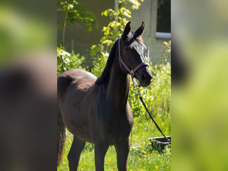 Mecklenburger Warmblut Stute 2 Jahre 166 cm Schwarzbrauner in Mirow