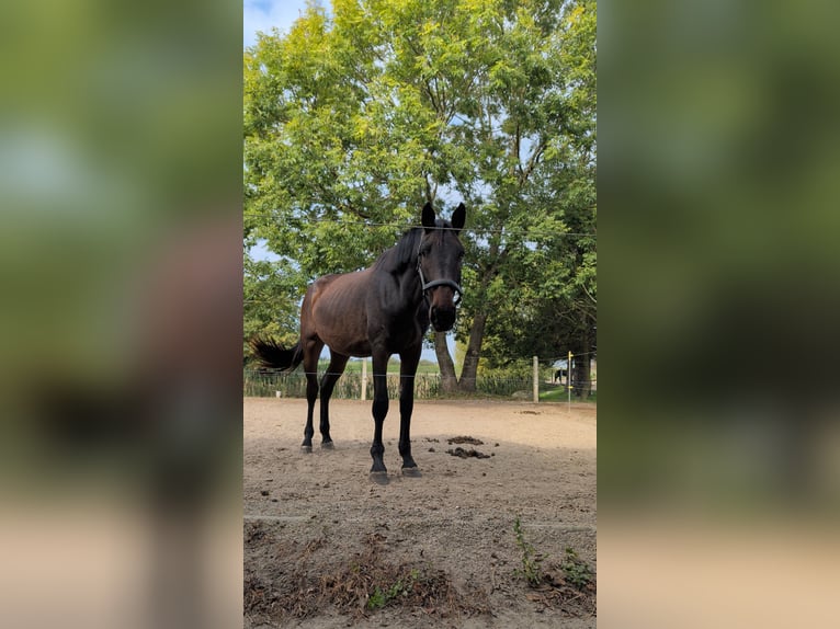 Mecklenburger Warmblut Stute 2 Jahre 168 cm Dunkelbrauner in Neubrandenburg