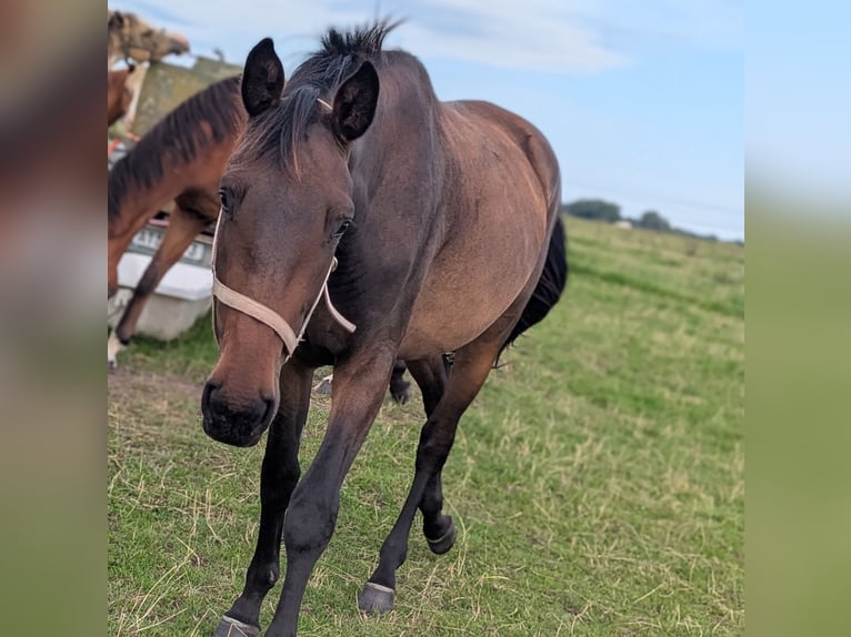 Mecklenburger Warmblut Stute 2 Jahre 168 cm Dunkelbrauner in Neubrandenburg