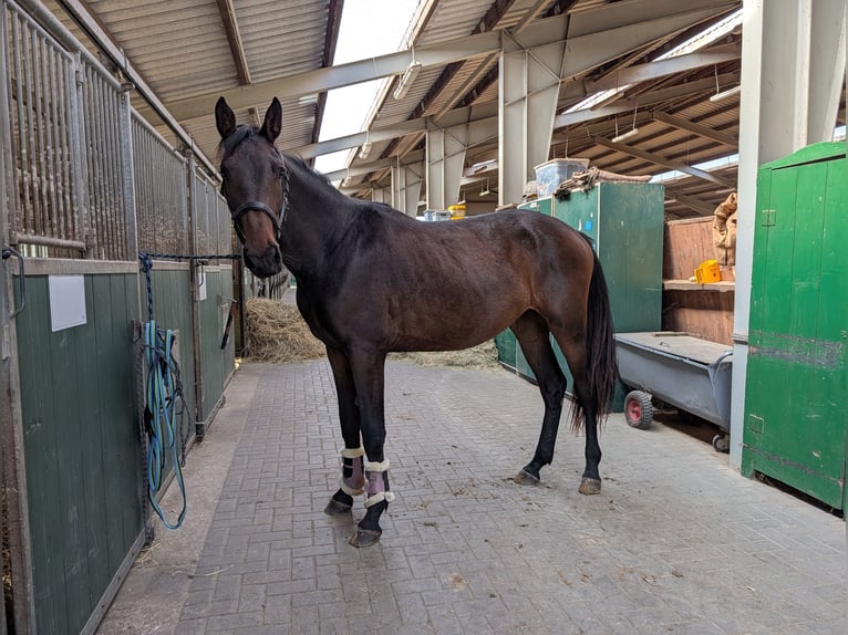 Mecklenburger Warmblut Stute 2 Jahre 168 cm Dunkelbrauner in Neubrandenburg