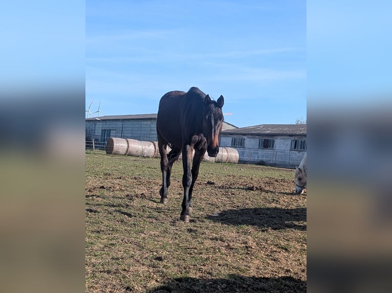 Mecklenburger Warmblut Stute 2 Jahre 170 cm Brauner in Neubrandenburg