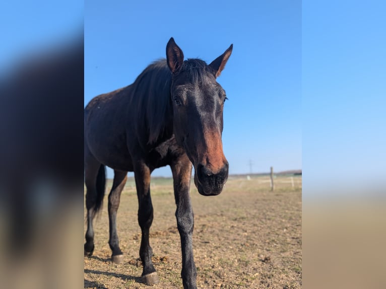 Mecklenburger Warmblut Stute 2 Jahre 170 cm Brauner in Neubrandenburg