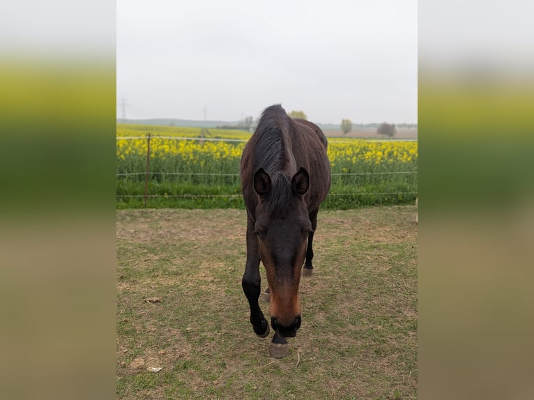 Mecklenburger Warmblut Stute 2 Jahre 170 cm Brauner in Neubrandenburg