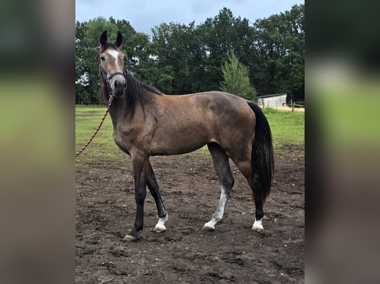 Mecklenburger Warmblut Stute 2 Jahre 172 cm  in Lübtheen