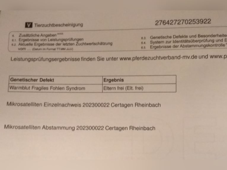 Mecklenburger Warmblut Stute 3 Jahre 162 cm Brauner in Dorfen