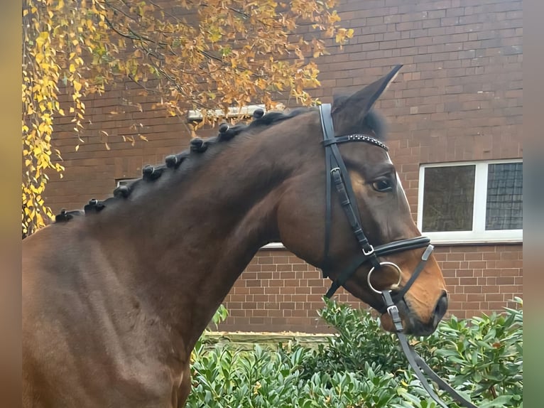 Mecklenburger Warmblut Stute 3 Jahre 162 cm Brauner in Hopsten