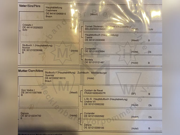 Mecklenburger Warmblut Stute 3 Jahre 162 cm Brauner in Hopsten