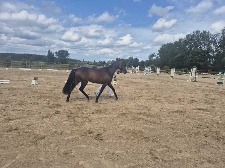 Mecklenburger Warmblut Stute 3 Jahre 163 cm Dunkelbrauner in Fahrenwalde