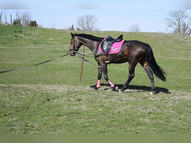 Mecklenburger Warmblut Stute 3 Jahre 163 cm Dunkelbrauner in Fahrenwalde