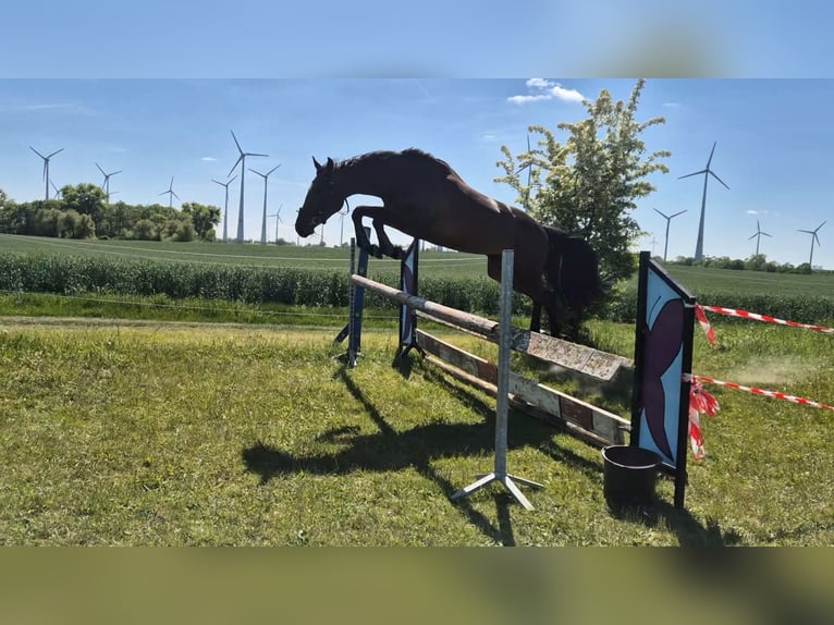 Mecklenburger Warmblut Stute 3 Jahre 163 cm Dunkelbrauner in Fahrenwalde