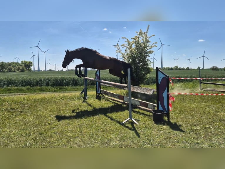 Mecklenburger Warmblut Stute 3 Jahre 163 cm Dunkelbrauner in Fahrenwalde