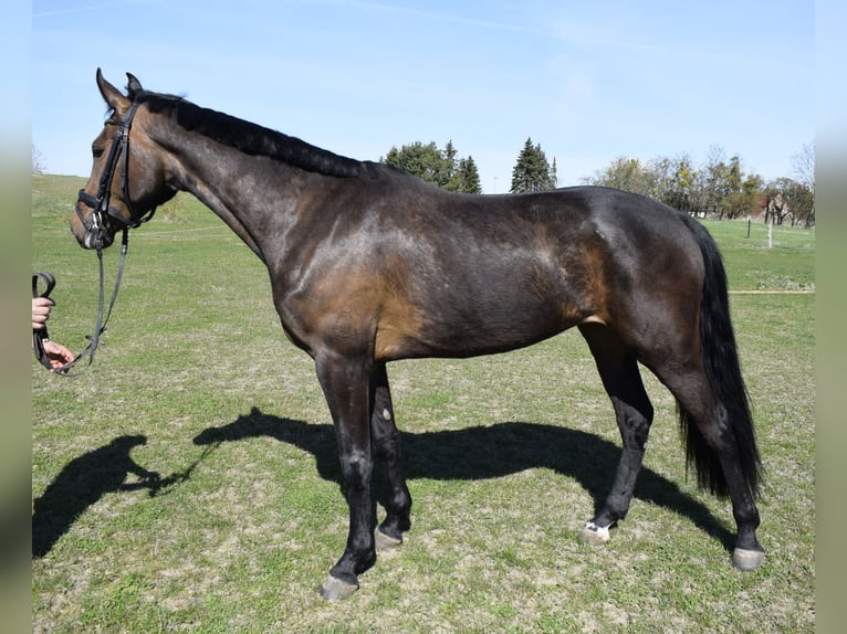 Mecklenburger Warmblut Stute 3 Jahre 163 cm Dunkelbrauner in Fahrenwalde
