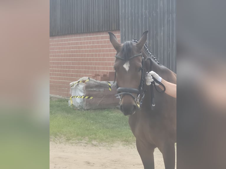 Mecklenburger Warmblut Stute 3 Jahre 163 cm Dunkelbrauner in Fahrenwalde