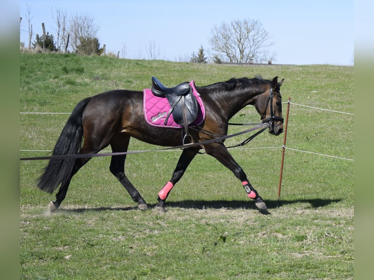 Mecklenburger Warmblut Stute 3 Jahre 163 cm Dunkelbrauner in Fahrenwalde