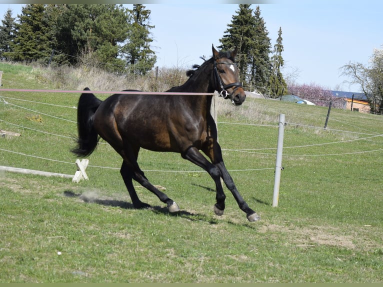Mecklenburger Warmblut Stute 3 Jahre 163 cm Dunkelbrauner in Fahrenwalde