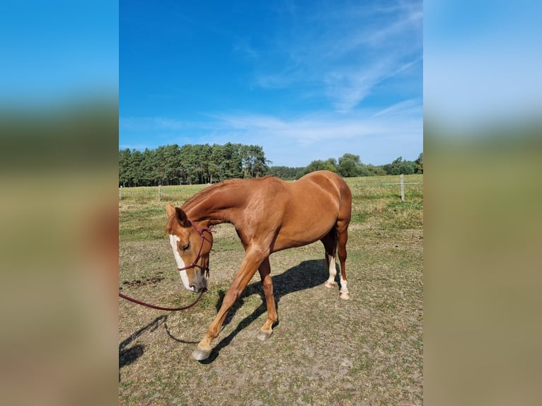 Mecklenburger Warmblut Stute 3 Jahre 165 cm Fuchs in Mirow