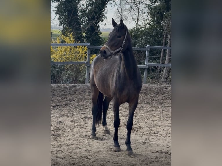 Mecklenburger Warmblut Stute 3 Jahre 166 cm Brauner in Farven