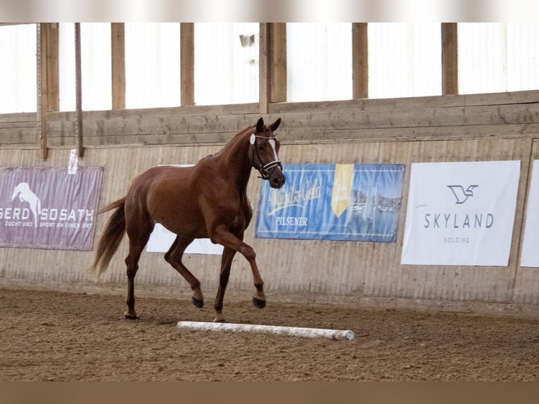 Mecklenburger Warmblut Stute 3 Jahre 168 cm Fuchs in Mirow