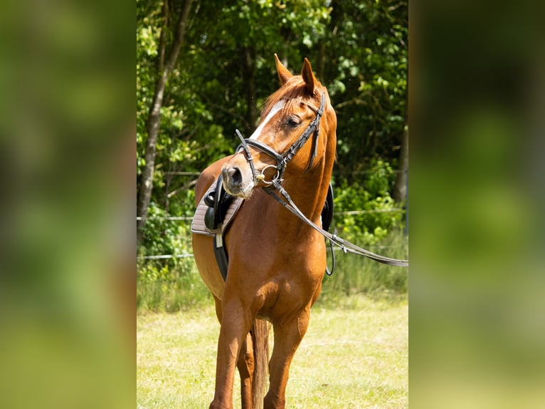 Mecklenburger Warmblut Stute 3 Jahre 168 cm Fuchs in Mirow