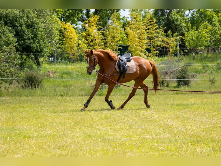 Mecklenburger Warmblut Stute 3 Jahre 168 cm Fuchs in Mirow