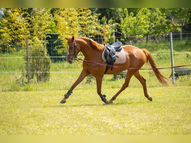 Mecklenburger Warmblut Stute 3 Jahre 168 cm Fuchs in Mirow