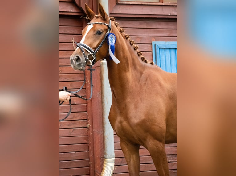 Mecklenburger Warmblut Stute 3 Jahre 168 cm Fuchs in Mirow