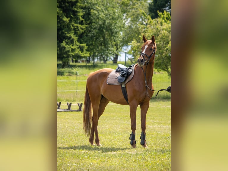 Mecklenburger Warmblut Stute 3 Jahre 168 cm Fuchs in Mirow