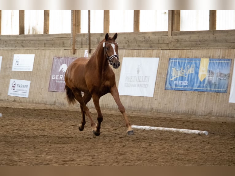 Mecklenburger Warmblut Stute 3 Jahre 168 cm Fuchs in Mirow