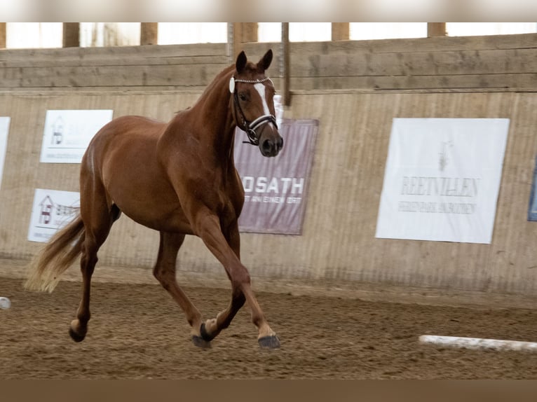 Mecklenburger Warmblut Stute 3 Jahre 168 cm Fuchs in Mirow