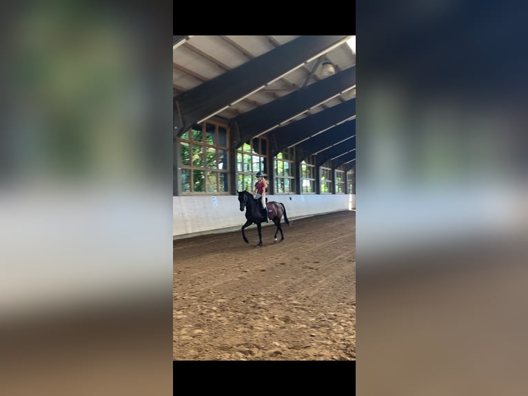 Mecklenburger Warmblut Stute 3 Jahre 169 cm Brauner in Rostock