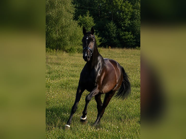 Mecklenburger Warmblut Stute 3 Jahre 170 cm Schwarzbrauner in Reinfeld