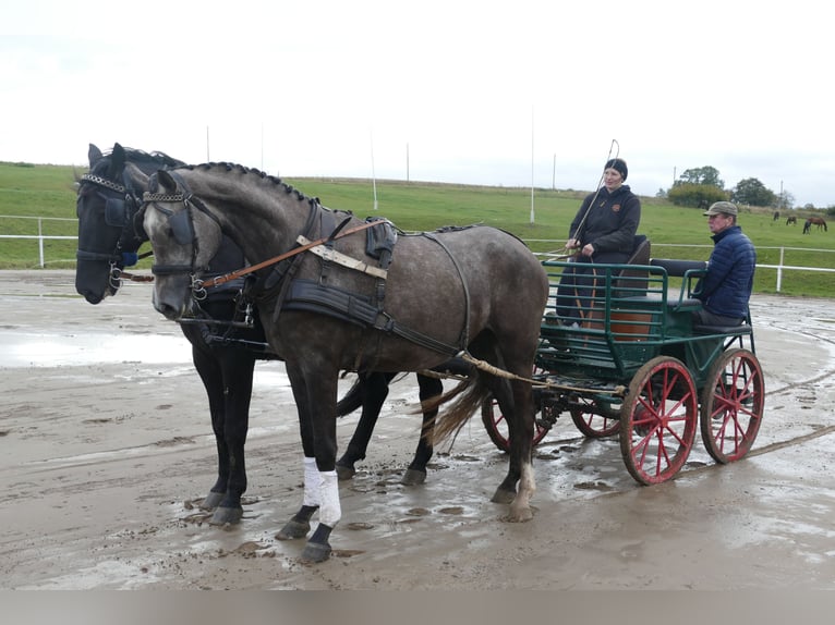 Mecklenburger Warmblut Stute 3 Jahre 175 cm Schimmel in Ganschow