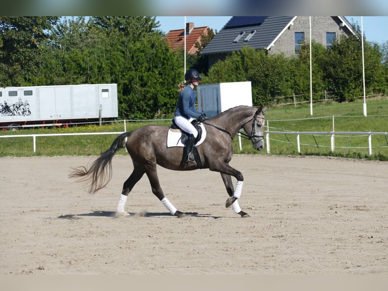 Mecklenburger Warmblut Stute 3 Jahre 175 cm Schimmel in Ganschow
