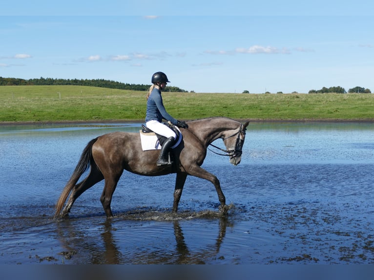 Mecklenburger Warmblut Stute 3 Jahre 175 cm Schimmel in Ganschow