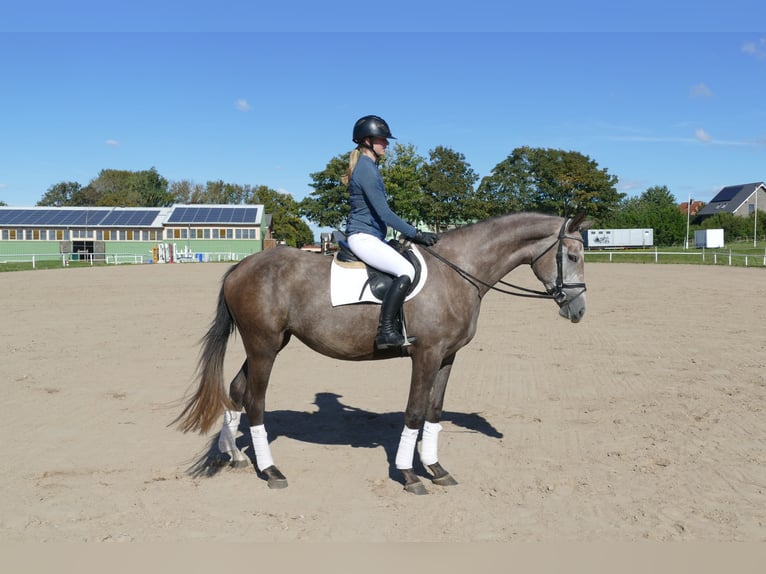 Mecklenburger Warmblut Stute 3 Jahre 175 cm Schimmel in Ganschow