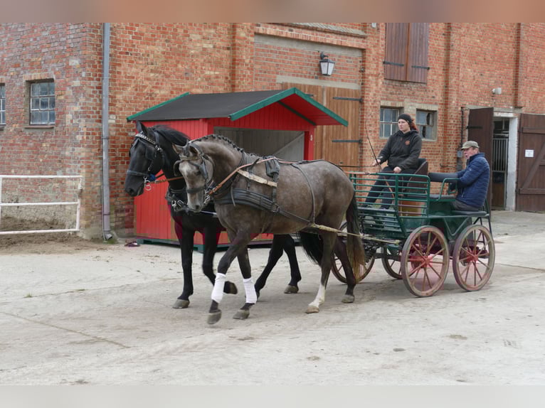 Mecklenburger Warmblut Stute 3 Jahre 175 cm Schimmel in Ganschow