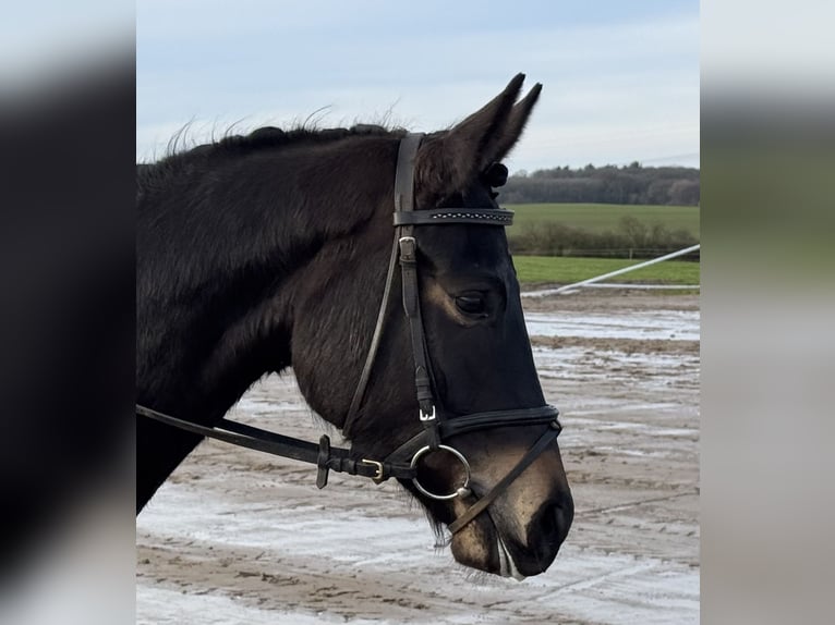 Mecklenburger Warmblut Stute 4 Jahre 158 cm Schwarzbrauner in Ganschow