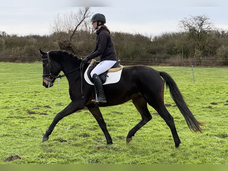 Mecklenburger Warmblut Stute 4 Jahre 158 cm Schwarzbrauner in Ganschow