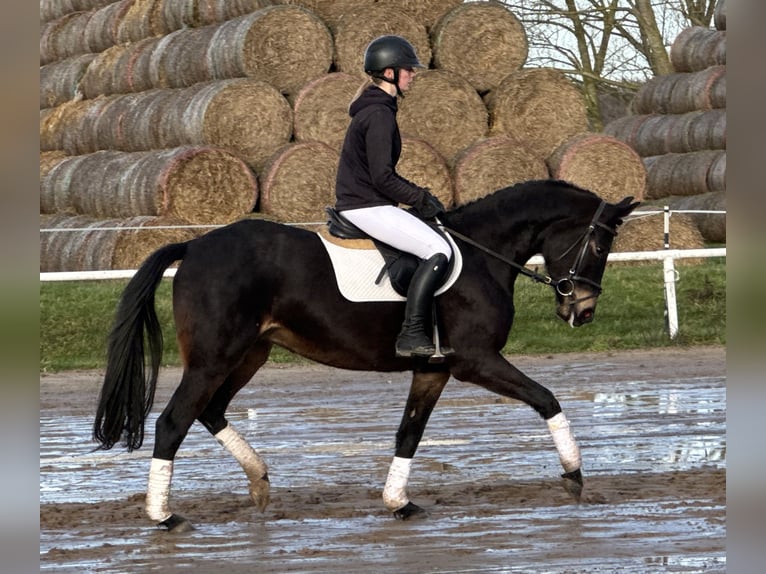 Mecklenburger Warmblut Stute 4 Jahre 158 cm Schwarzbrauner in Ganschow