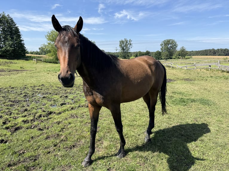 Mecklenburger Warmblut Stute 4 Jahre 160 cm Brauner in Polzow