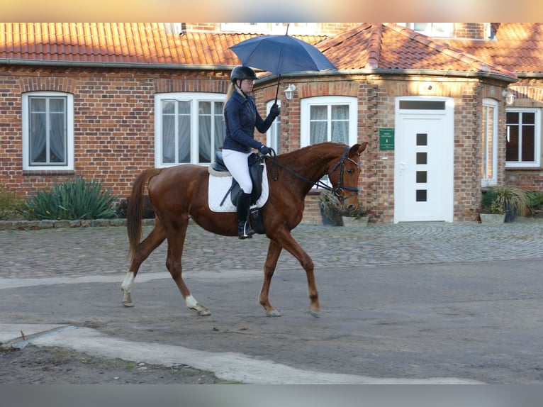 Mecklenburger Warmblut Stute 4 Jahre 160 cm Fuchs in Ganschow