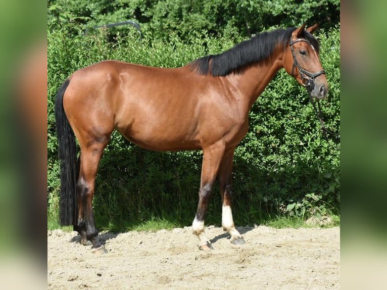 Mecklenburger Warmblut Stute 4 Jahre 162 cm Brauner in D&#xFC;sseldorf