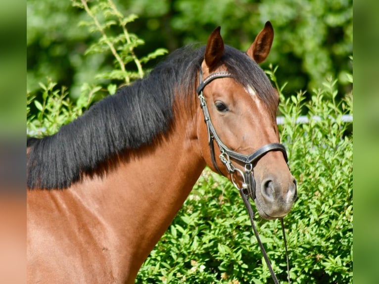 Mecklenburger Warmblut Stute 4 Jahre 162 cm Brauner in D&#xFC;sseldorf