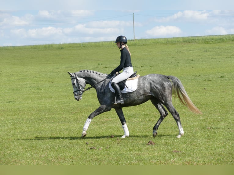 Mecklenburger Warmblut Stute 4 Jahre 162 cm Schimmel in Ganschow