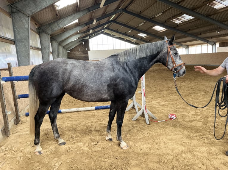 Mecklenburger Warmblut Stute 4 Jahre 162 cm Schimmel in Grabowh&#xF6;fe