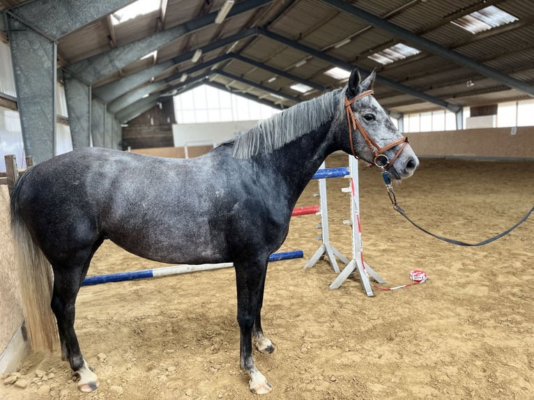 Mecklenburger Warmblut Stute 4 Jahre 162 cm Schimmel in Grabowh&#xF6;fe