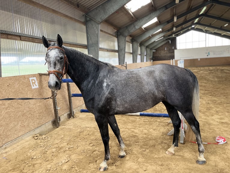 Mecklenburger Warmblut Stute 4 Jahre 162 cm Schimmel in Grabowh&#xF6;fe