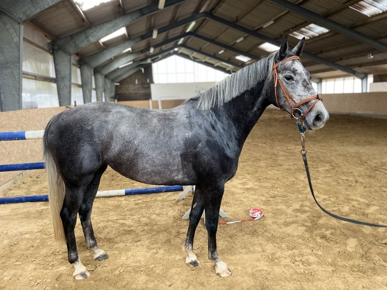 Mecklenburger Warmblut Stute 4 Jahre 162 cm Schimmel in Grabowh&#xF6;fe