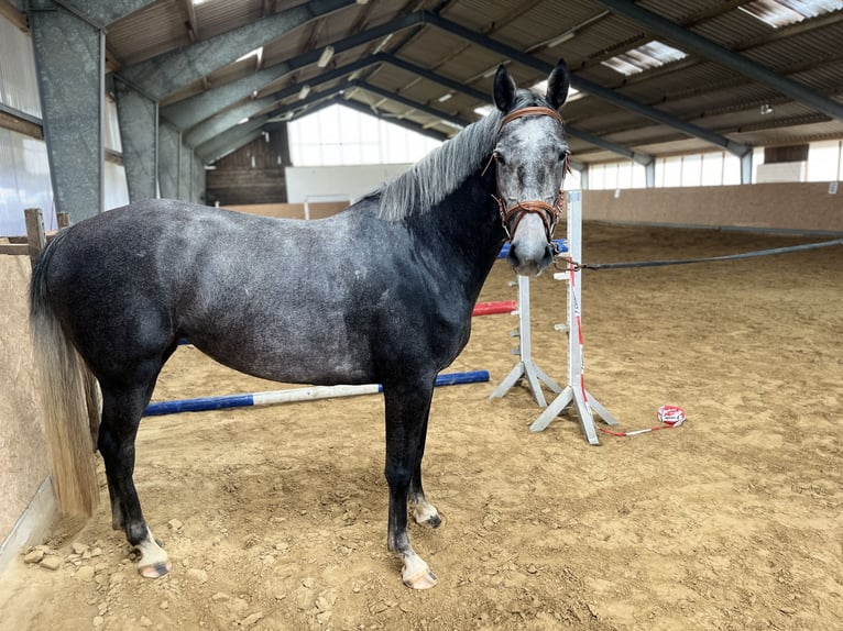 Mecklenburger Warmblut Stute 4 Jahre 162 cm Schimmel in Grabowh&#xF6;fe