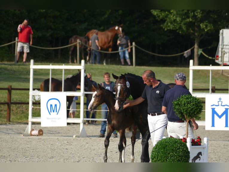 Mecklenburger Warmblut Stute 4 Jahre 162 cm Schwarzbrauner in Alt Sch&#xF6;nau